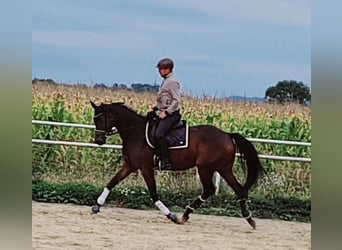 Hannoveraner, Stute, 4 Jahre, 165 cm, Brauner