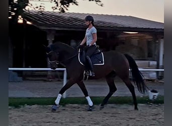 Hannoveraner, Stute, 4 Jahre, 165 cm, Brauner