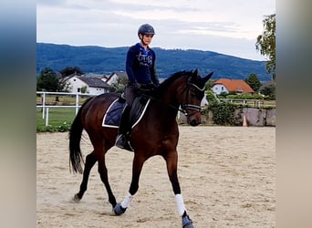 Hannoveraner, Stute, 4 Jahre, 165 cm, Brauner