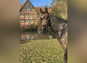 Hannoveraner, Stute, 4 Jahre, 165 cm, Brauner