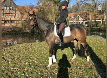 Hannoveraner, Stute, 4 Jahre, 165 cm, Brauner