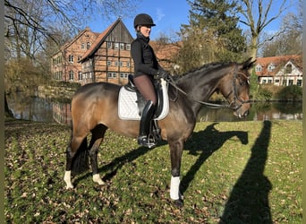 Hannoveraner, Stute, 4 Jahre, 165 cm, Brauner