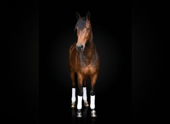 Hannoveraner, Stute, 4 Jahre, 165 cm, Brauner