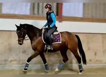 Hannoveraner, Stute, 4 Jahre, 165 cm, Brauner