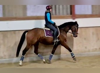 Hannoveraner, Stute, 4 Jahre, 165 cm, Brauner