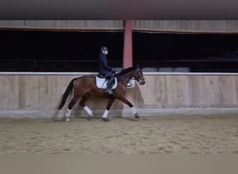 Hannoveraner, Stute, 4 Jahre, 165 cm, Brauner