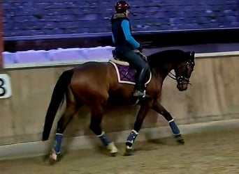 Hannoveraner, Stute, 4 Jahre, 165 cm, Brauner