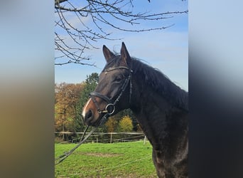 Hannoveraner, Stute, 4 Jahre, 165 cm, Brauner