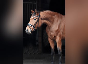 Hannoveraner, Stute, 4 Jahre, 165 cm, Brauner