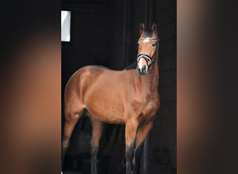 Hannoveraner, Stute, 4 Jahre, 165 cm, Brauner