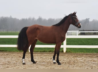 Hannoveraner, Stute, 4 Jahre, 165 cm, Brauner