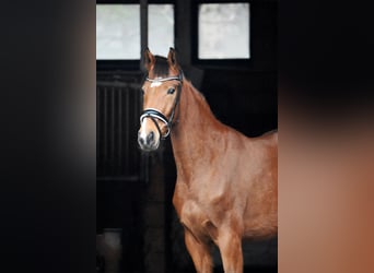 Hannoveraner, Stute, 4 Jahre, 165 cm, Brauner