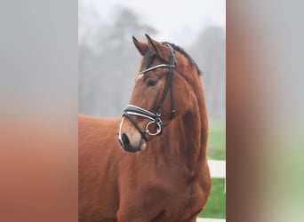 Hannoveraner, Stute, 4 Jahre, 165 cm, Brauner