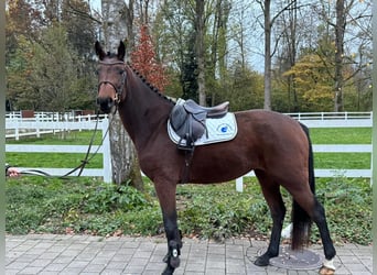 Hannoveraner, Stute, 4 Jahre, 165 cm, Brauner