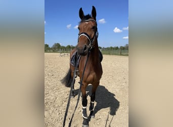 Hannoveraner, Stute, 4 Jahre, 165 cm, Brauner