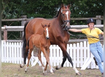 Hannoveraner, Stute, 4 Jahre, 165 cm, Brauner