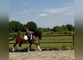 Hannoveraner, Stute, 4 Jahre, 165 cm, Dunkelbrauner