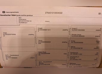 Hannoveraner, Stute, 4 Jahre, 165 cm, Dunkelbrauner