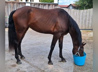 Hannoveraner, Stute, 4 Jahre, 165 cm, Dunkelbrauner