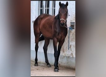 Hannoveraner, Stute, 4 Jahre, 165 cm, Dunkelbrauner