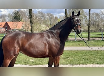 Hannoveraner, Stute, 4 Jahre, 165 cm, Dunkelbrauner