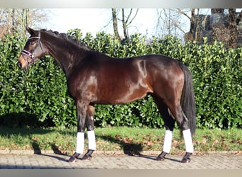 Hannoveraner, Stute, 4 Jahre, 165 cm, Dunkelbrauner