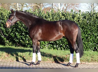Hannoveraner, Stute, 4 Jahre, 165 cm, Dunkelbrauner