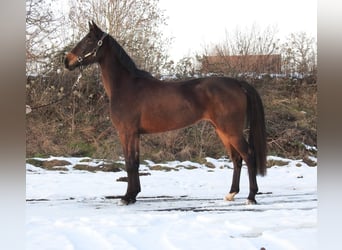 Hannoveraner, Stute, 4 Jahre, 165 cm, Dunkelbrauner