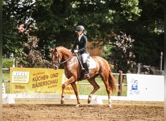 Hannoveraner, Stute, 4 Jahre, 165 cm, Dunkelfuchs