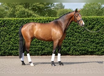 Hannoveraner, Stute, 4 Jahre, 165 cm, Dunkelfuchs