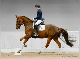 Hannoveraner, Stute, 4 Jahre, 165 cm, Dunkelfuchs