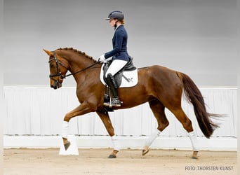Hannoveraner, Stute, 4 Jahre, 165 cm, Dunkelfuchs