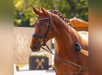 Hannoveraner, Stute, 4 Jahre, 165 cm, Dunkelfuchs