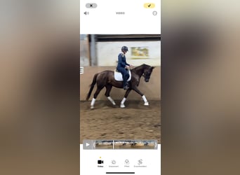 Hannoveraner, Stute, 4 Jahre, 165 cm, Dunkelfuchs