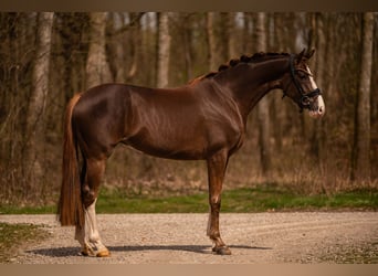 Hannoveraner, Stute, 4 Jahre, 165 cm, Dunkelfuchs