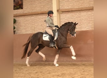 Hannoveraner, Stute, 4 Jahre, 165 cm, Dunkelfuchs