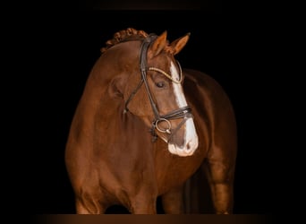 Hannoveraner, Stute, 4 Jahre, 165 cm, Dunkelfuchs