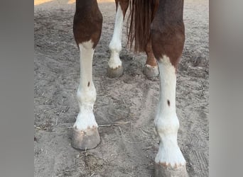 Hannoveraner, Stute, 4 Jahre, 165 cm, Fuchs