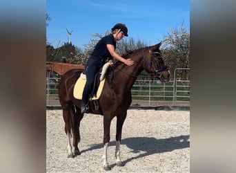 Hannoveraner, Stute, 4 Jahre, 165 cm, Fuchs