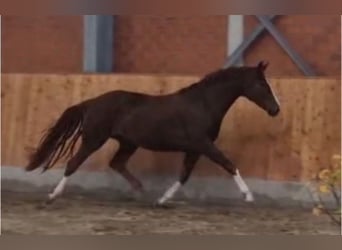 Hannoveraner, Stute, 4 Jahre, 165 cm, Fuchs