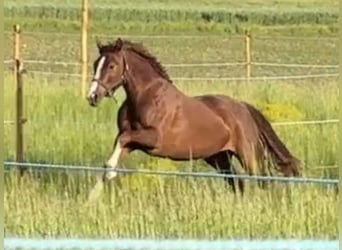 Hannoveraner, Stute, 4 Jahre, 165 cm, Fuchs