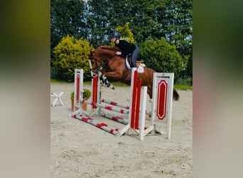Hannoveraner, Stute, 4 Jahre, 165 cm, Fuchs
