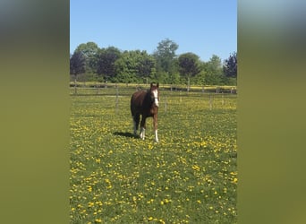 Hannoveraner, Stute, 4 Jahre, 165 cm, Fuchs
