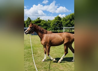 Hannoveraner, Stute, 4 Jahre, 165 cm, Fuchs