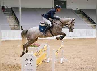 Hannoveraner, Stute, 4 Jahre, 165 cm, Fuchs