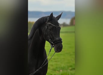 Hannoveraner, Stute, 4 Jahre, 165 cm, Rappe