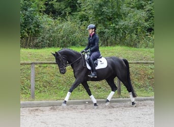 Hannoveraner, Stute, 4 Jahre, 165 cm, Rappe