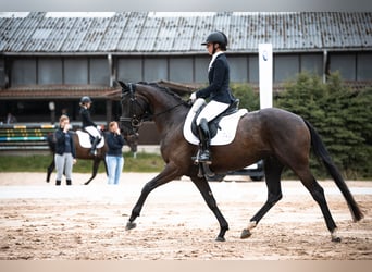 Hannoveraner, Stute, 4 Jahre, 165 cm, Rappe