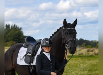 Hannoveraner, Stute, 4 Jahre, 165 cm, Rappe