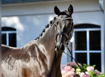 Hannoveraner, Stute, 4 Jahre, 165 cm, Rappe